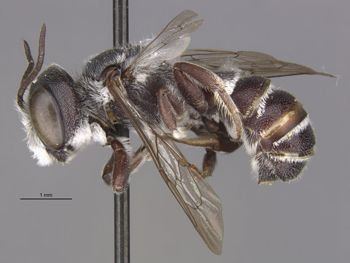 Media type: image;   Entomology 15720 Aspect: habitus lateral view